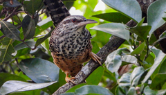 Campylorhynchus zonatus