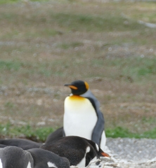 Aptenodytes patagonicus