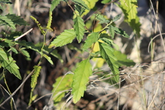 Ambrosia ambrosioides