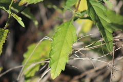 Ambrosia ambrosioides