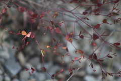 Euphorbia villifera