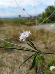 Cephalaria transsylvanica