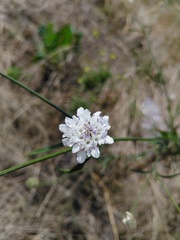 Cephalaria transsylvanica
