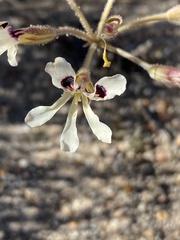 Pelargonium trifoliolatum