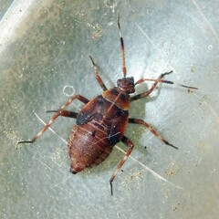 Deraeocoris olivaceus