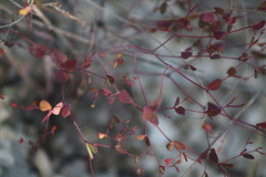 Euphorbia villifera