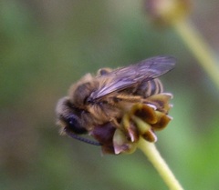 Andrena flavipes