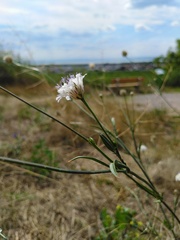 Cephalaria transsylvanica