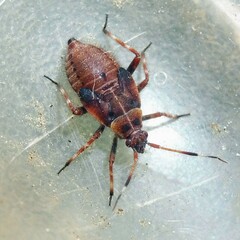 Deraeocoris olivaceus