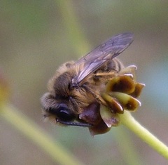 Andrena flavipes