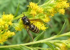 Vespula acadica