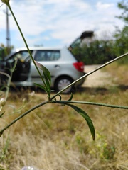 Cephalaria transsylvanica