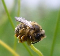 Andrena flavipes