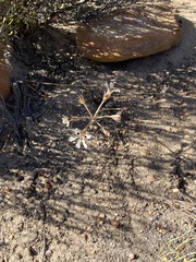 Pelargonium trifoliolatum