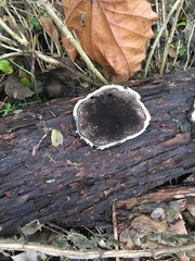 Fungi