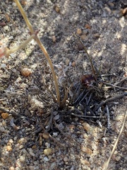 Pelargonium trifoliolatum