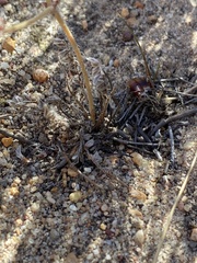 Pelargonium trifoliolatum