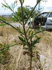 Cephalaria transsylvanica