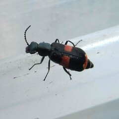 Anthocomus fasciatus