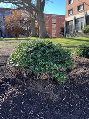 Buxus microphylla