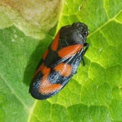 Cercopis vulnerata