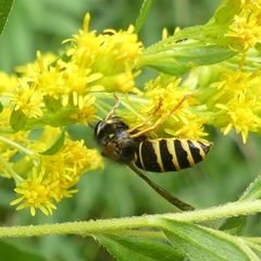 Vespula acadica