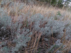 Artemisia austriaca