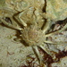Mithracidae - Photo 由 Robin Gwen Agarwal 所上傳的 (c) Robin Gwen Agarwal，保留部份權利CC BY-NC