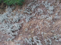 Artemisia austriaca