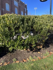 Buxus microphylla
