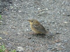 Locustella lanceolata