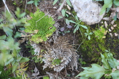 Selaginella lepidophylla