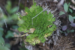 Selaginella lepidophylla