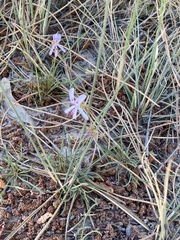 Pelargonium coronopifolium