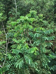 Aphanamixis polystachya