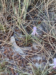 Pelargonium coronopifolium