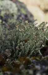 Cladonia bellidiflora