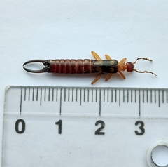 Forficula smyrnensis