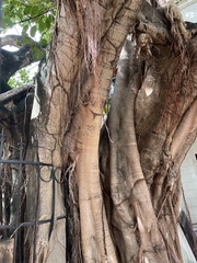 Ficus cotinifolia
