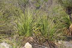 Dasylirion texanum