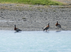 Chloephaga poliocephala