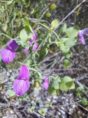 Dicliptera resupinata