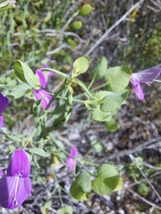 Dicliptera resupinata