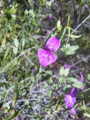 Dicliptera resupinata