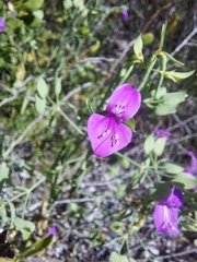 Dicliptera resupinata