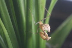 Dystacta