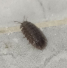 Porcellio laevis