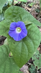 Ipomoea meyeri