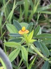 Stylosanthes