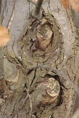 Cryphonectria parasitica